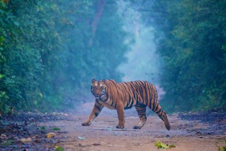 Jim Corbett National Park | 4 Days