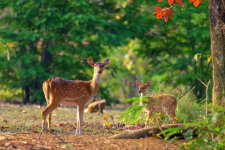 Jim Corbett National Park | 4 Days