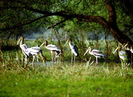 <span> DAY 06 </span> Alleppey to Kumarakom