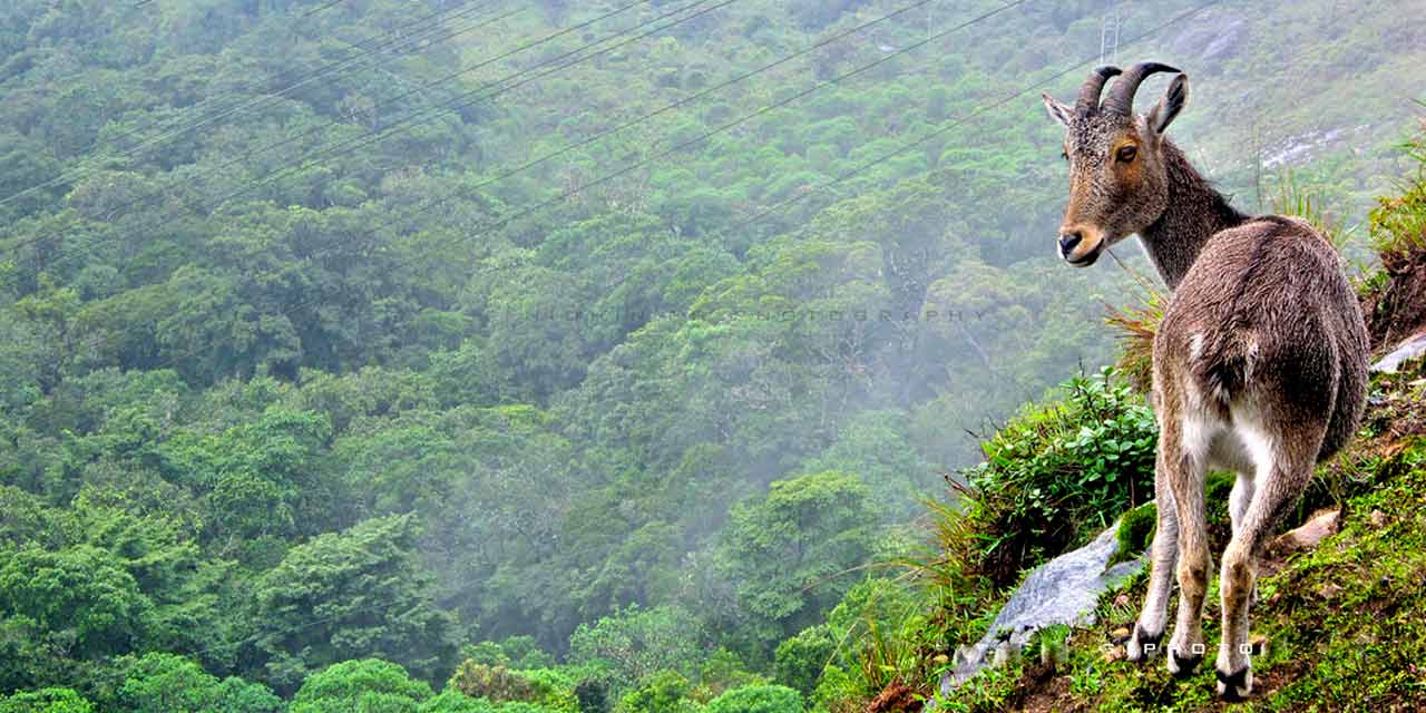 <span> DAY 03 </span> Munnar Local sightseeing