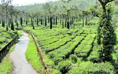 <span> DAY 04 </span> Munnar to Thekkady with Thekkady Sightseeing